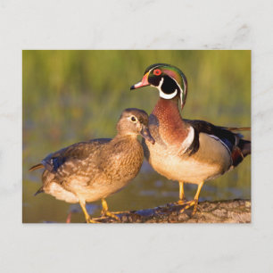 Cartão Postal Patos-carolino e fêmea em tronco em área úmida