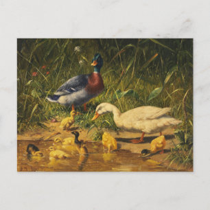 Cartão Postal Patos com Filhotes na Água por Carl Jutz