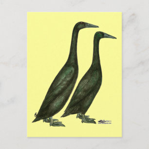 Cartão Postal Patos-Corredor Negros