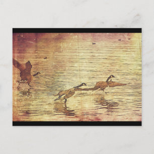 Cartão Postal Patos Correntes