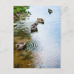 Cartão Postal Patos de alvoroço 2