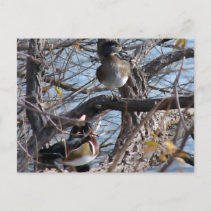 Cartão Postal Patos de madeira numa árvore