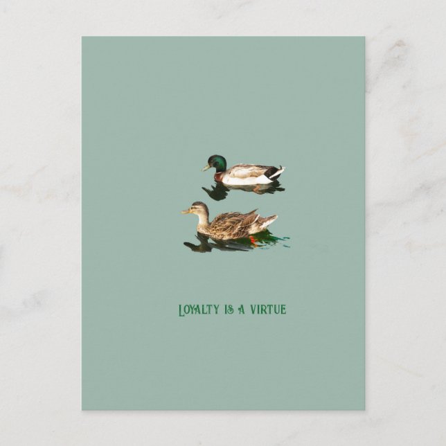 Cartão Postal Patos-de-pata (Frente)