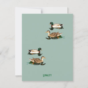 Cartão Postal Patos-de-pata