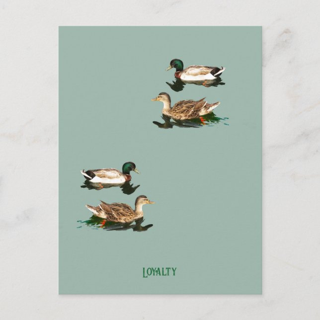 Cartão Postal Patos-de-pata (Frente)