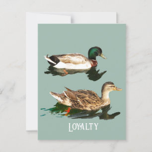 Cartão Postal Patos-de-pata