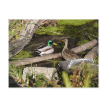 Patos do parque da descoberta