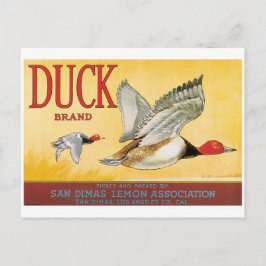 Cartão Postal Patos Limões San Dimas Los Angeles California