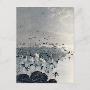 Cartão Postal Patos, marrecos e cisnes no lago ao pôr do sol