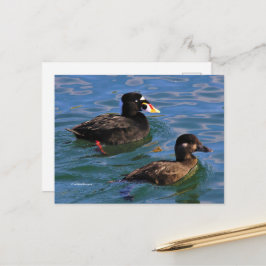 Cartão Postal Patos Pares Emparelhados surfs na Borda do Cais
