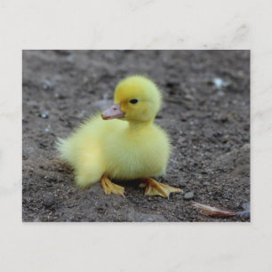 Cartão Postal Patozinho Amarelo Fofinho e Macio