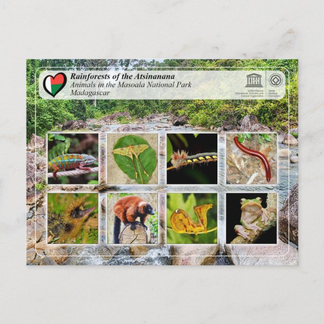 Cartão Postal Patrimônio Mundial da UNESCO - Atsinanana - Parque (Frente)