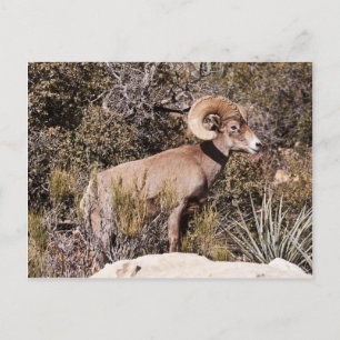 Cartão Postal Pausa momentânea