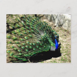 Cartão Postal Pavão