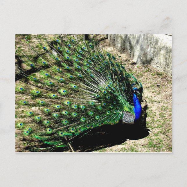 Cartão Postal Pavão (Frente)