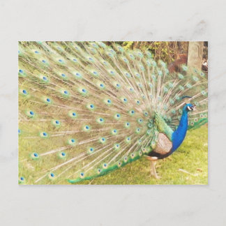 Cartão Postal pavão