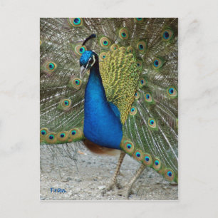 Cartão Postal pavão