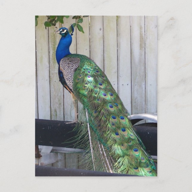 Cartão Postal Pavão (Frente)