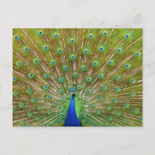 Cartão Postal Pavão