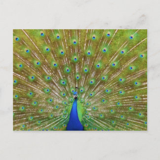 Cartão Postal Pavão