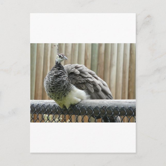 Cartão Postal pavão (Frente)