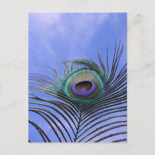 Cartão Postal Pavão 2 Fotografia (Frente)