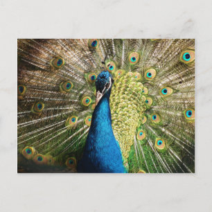 Cartão Postal pavão-377