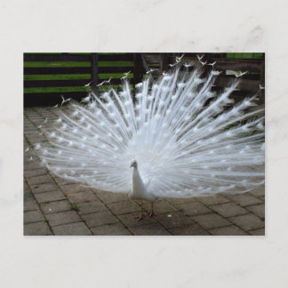 Cartão Postal Pavão Branco