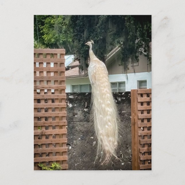 Cartão Postal Pavão Branco (Frente)