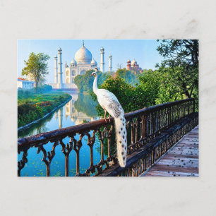 Cartão Postal Pavão Branco com Vista para o Taj Mahal