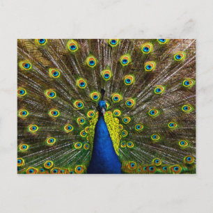 Cartão Postal Pavão colorido