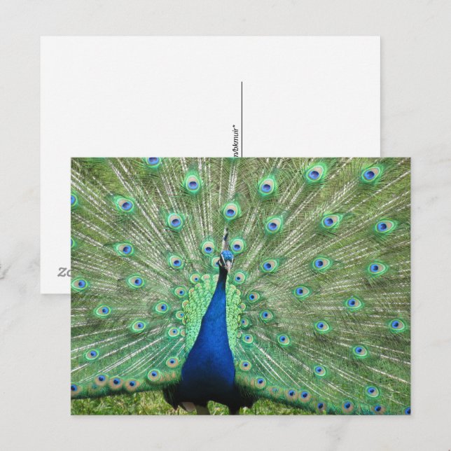 Cartão postal - Pavão com cauda aberta (Frente/Verso)