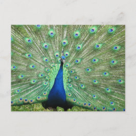 Cartão postal - Pavão com cauda aberta