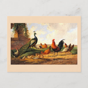 Cartão Postal Pavão e galinhas