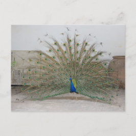 Cartão Postal Pavão em Havana