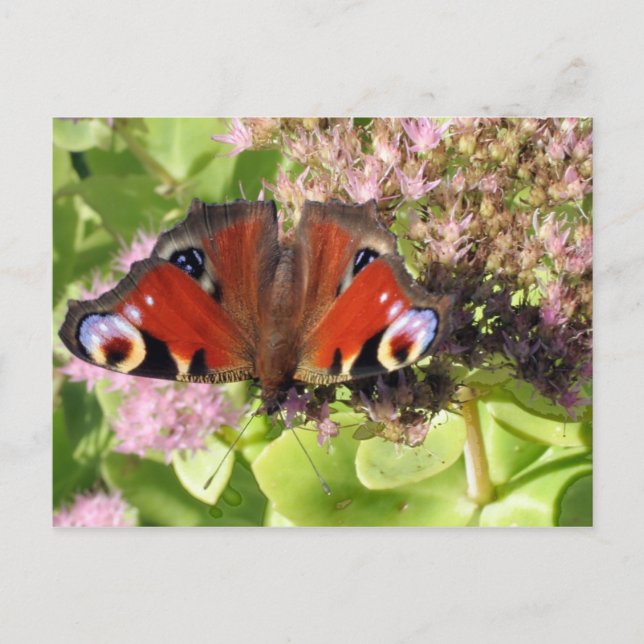 Cartão Postal Pavão Europeu (Frente)