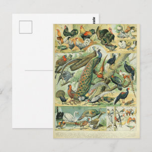 Cartão Postal Pavão & Faisão Arte da Vida Selvagem Vintage