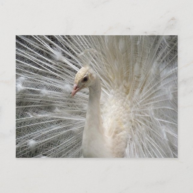 Cartão Postal Pavão Imperial (Frente)
