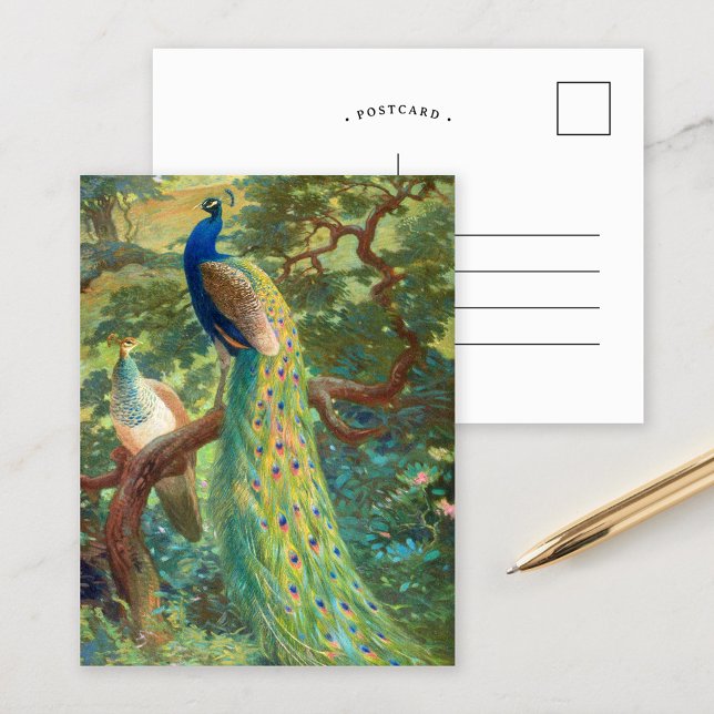 Cartão Postal Pavão-Indiano | Charles Robert Knight (Criador carregado)