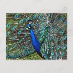 Cartão Postal Pavão masculino colorido