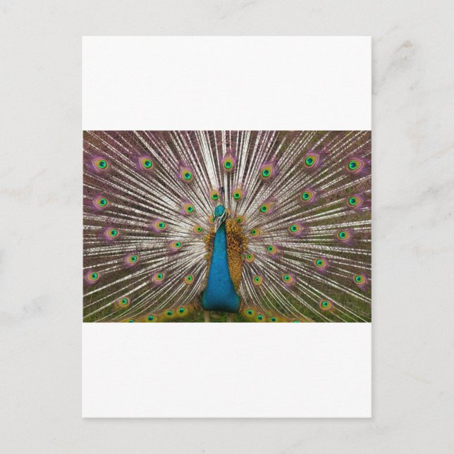 Cartão Postal Pavão Pacífico (Frente)