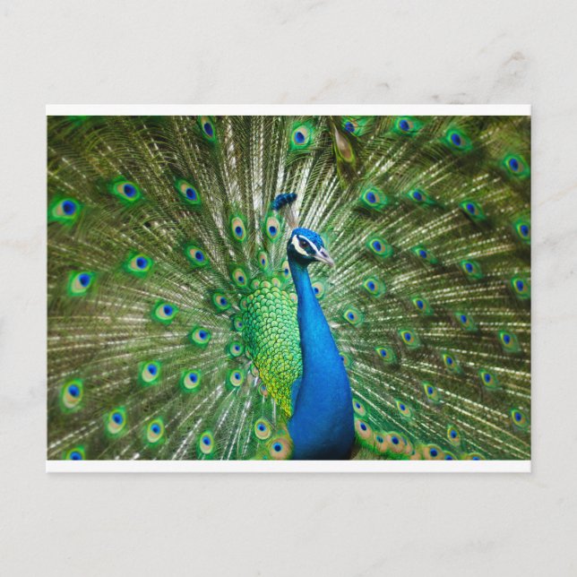 Cartão Postal Pavão Verde/Azul (Frente)