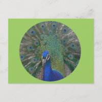 Cartão postal Pavock Personalizável
