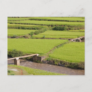 Cartão Postal Paysage de rizières à Madagascar