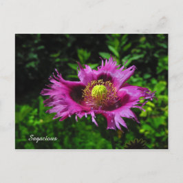 Cartão Postal PC Sagacioso