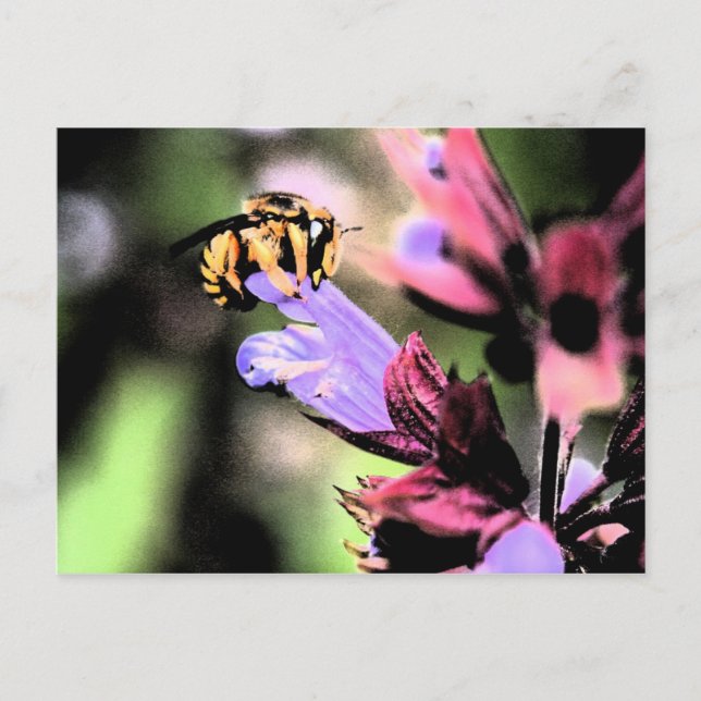 Cartão Postal Pccnm de abelhas e Flores (Frente)