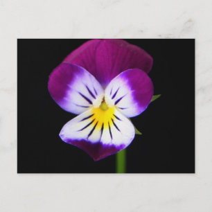 Cartão Postal Pccnm de Flor Violeta