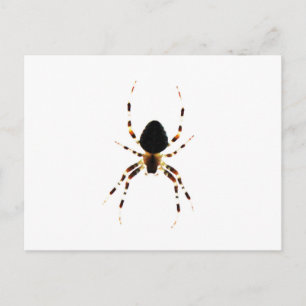 Cartão Postal Pcn de aranha
