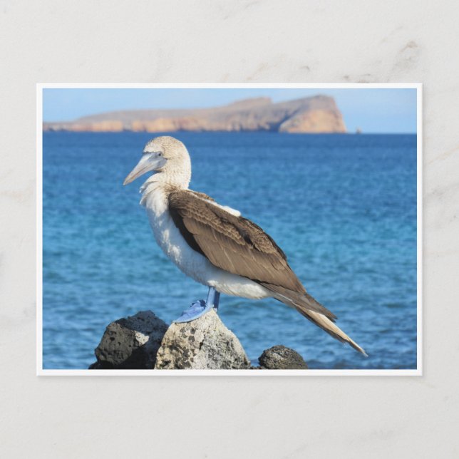 Cartão Postal pé azul (Frente)