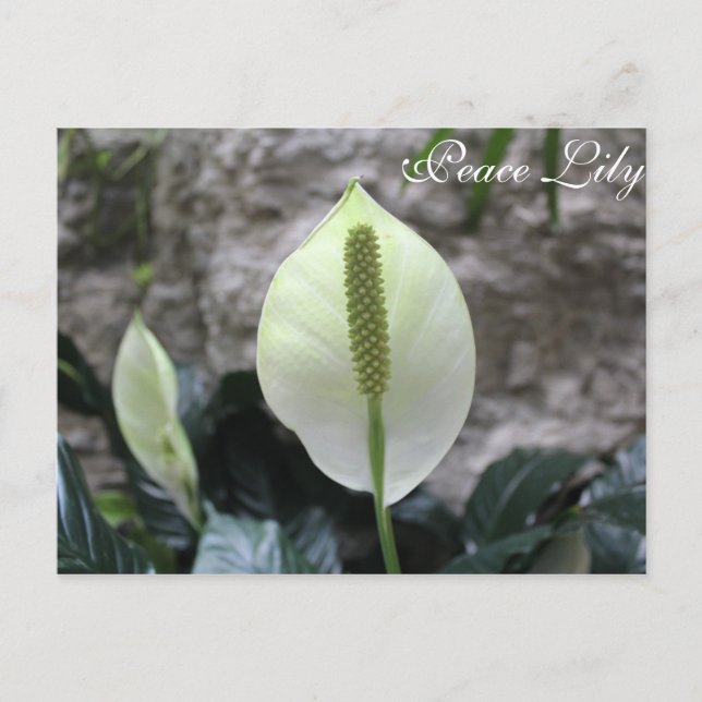 Cartão Postal Peace Lily # 3 (Frente)